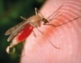 Attrezzature e prodotti per la disinfestazione